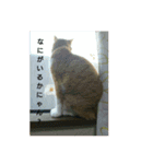 猫の日常の居場所（個別スタンプ：12）