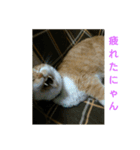 猫の日常の居場所（個別スタンプ：13）