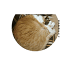 猫の日常の居場所（個別スタンプ：14）