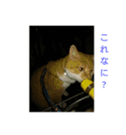 猫の日常の居場所（個別スタンプ：15）