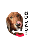 可愛い愛犬しゅうの日常スタンプ（個別スタンプ：1）