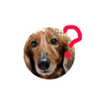 可愛い愛犬しゅうの日常スタンプ（個別スタンプ：4）