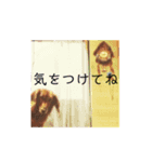 可愛い愛犬しゅうの日常スタンプ（個別スタンプ：8）