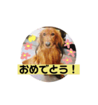 可愛い愛犬しゅうの日常スタンプ（個別スタンプ：10）