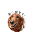 可愛い愛犬しゅうの日常スタンプ（個別スタンプ：11）