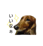 可愛い愛犬しゅうの日常スタンプ（個別スタンプ：12）