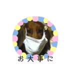 可愛い愛犬しゅうの日常スタンプ（個別スタンプ：14）