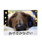 可愛い愛犬しゅうの日常スタンプ（個別スタンプ：15）