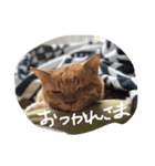 愛猫 ちくら（個別スタンプ：1）