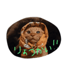 愛猫 ちくら（個別スタンプ：2）