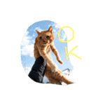 愛猫 ちくら（個別スタンプ：5）
