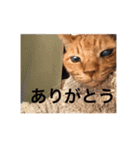 愛猫 ちくら（個別スタンプ：6）