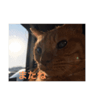 愛猫 ちくら（個別スタンプ：7）