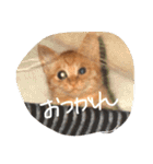 愛猫 ちくら（個別スタンプ：8）