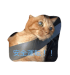 愛猫 ちくら（個別スタンプ：9）