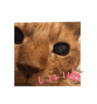 愛猫 ちくら（個別スタンプ：11）