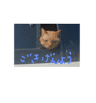 愛猫 ちくら（個別スタンプ：13）