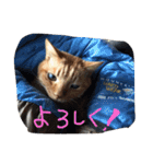 愛猫 ちくら（個別スタンプ：14）