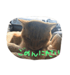 愛猫 ちくら（個別スタンプ：16）
