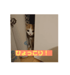 ゆめとめい（個別スタンプ：1）