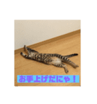 ゆめとめい（個別スタンプ：2）