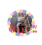 チワワ挨拶（個別スタンプ：2）