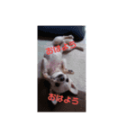 チワワ挨拶（個別スタンプ：5）