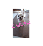 チワワ挨拶（個別スタンプ：6）