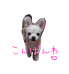 チワワ挨拶（個別スタンプ：7）