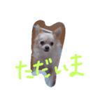 チワワ挨拶（個別スタンプ：8）