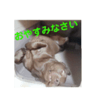 やまとの毎日（個別スタンプ：3）