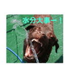 やまとの毎日（個別スタンプ：6）
