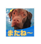 やまとの毎日（個別スタンプ：10）