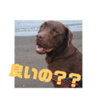 やまとの毎日（個別スタンプ：13）