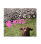 やまとの毎日（個別スタンプ：18）