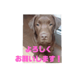 やまとの毎日（個別スタンプ：20）
