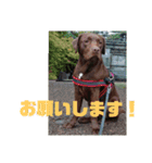 やまとの毎日（個別スタンプ：23）