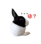 家のかわいいチョコちゃん（個別スタンプ：2）