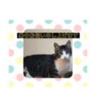 猫(ΦωΦ)敬語（個別スタンプ：1）