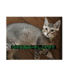 猫(ΦωΦ)敬語（個別スタンプ：2）