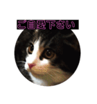 猫(ΦωΦ)敬語（個別スタンプ：3）