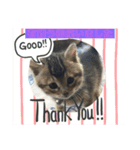 猫(ΦωΦ)敬語（個別スタンプ：4）
