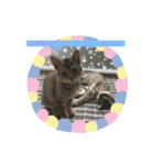 猫(ΦωΦ)敬語（個別スタンプ：5）