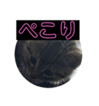 猫(ΦωΦ)敬語（個別スタンプ：7）