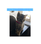 猫(ΦωΦ)敬語（個別スタンプ：8）