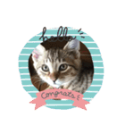 猫(ΦωΦ)敬語（個別スタンプ：9）