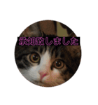 猫(ΦωΦ)敬語（個別スタンプ：10）
