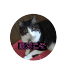 猫(ΦωΦ)敬語（個別スタンプ：11）