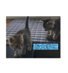 猫(ΦωΦ)敬語（個別スタンプ：12）
