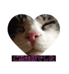 猫(ΦωΦ)敬語（個別スタンプ：13）